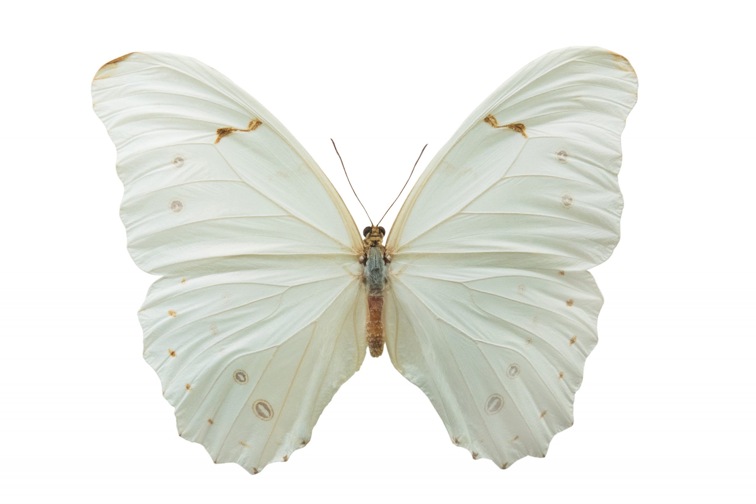 white cabbage butterfly Morpho polyphemus